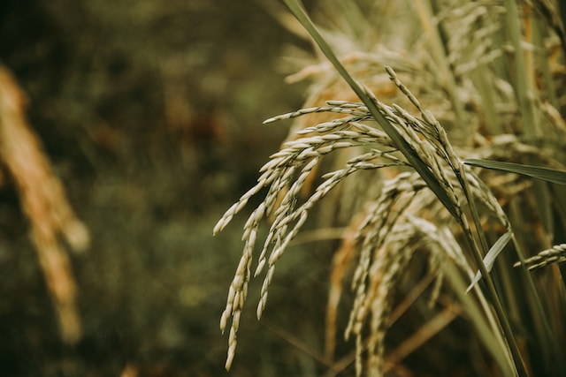 Derivati del riso e del frumento, biologici e gluten free: tutte le loro caratteristiche e gli utilizzi